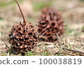 Maple Leaf 1 100038819