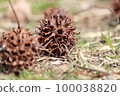 Sweetgum 2 100038820