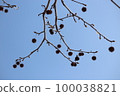 Maple-leaf Sycamore 100038821
