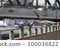 lounging pigeons 100038822