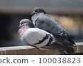 Couple of pigeons basking in the sun 100038823