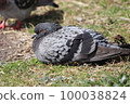 pigeon sitting and relaxing 100038824