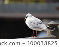 A single black-headed gull 100038825