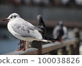 black-headed gull mixed with pigeons 100038826