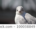 Close-up of black-headed gull looking at me 100038849