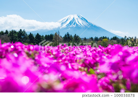 富士柴葉櫻花節 100038878