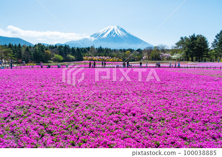 富士柴葉櫻花節 100038885
