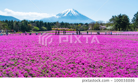 富士柴葉櫻花節 100038886