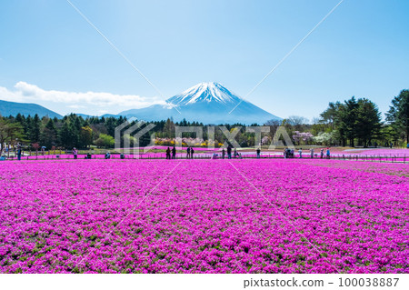 富士柴葉櫻花節 100038887