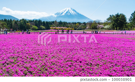 富士柴葉櫻花節 100038901