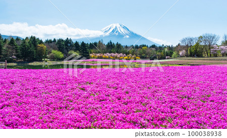 富士柴葉櫻花節 100038938