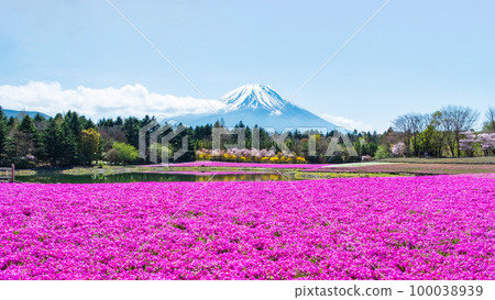 富士柴葉櫻花節 富士柴葉櫻花節 100038939