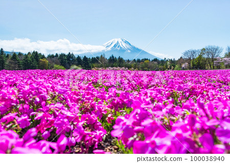 富士柴葉櫻花節 100038940