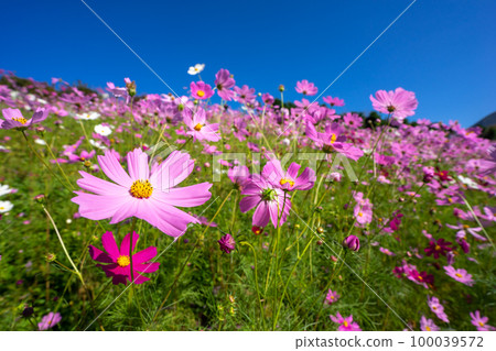 Cosmos field autumn image 100039572
