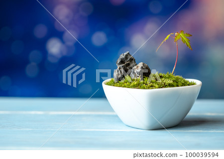 Moss bonsai Japanese style image 100039594