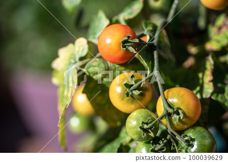 Mini tomato at home garden Mini tomato at home garden 100039629