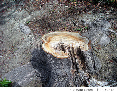 fresh tree stump 100039858