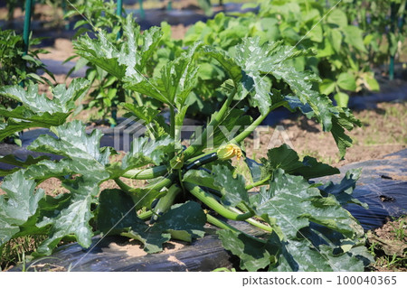 zucchini in cultivation 100040365