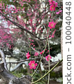 late-blooming red plum 100040448
