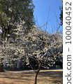 Plum blossoms in full bloom at Toyama Park 100040452