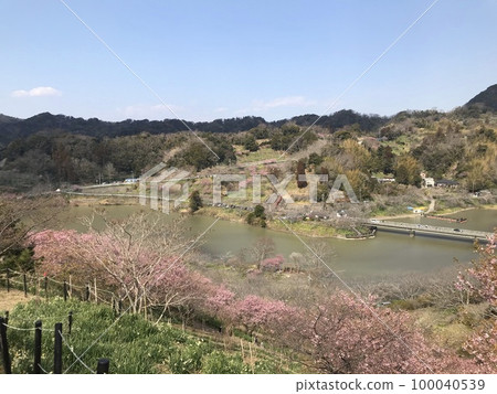 Sakuma Dam Lake with cherry blossoms in full bloom 100040539