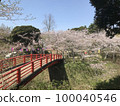 Cherry blossoms at Omigawa Shiroyama Park 100040546