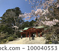 Cherry blossoms and Katori Shrine 100040553