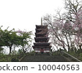 Cherry blossoms blooming at the five-storied pagoda of Hondoji Temple 100040563