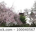 Hondoji Temple and weeping cherry blossoms in full bloom 100040567