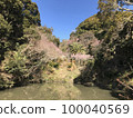Daikoen in Minamiboso City where cherry blossoms bloom in the middle of winter 100040569