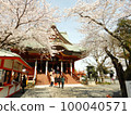 Akebonoyama Agricultural Park Fuse Benten with cherry blossoms in full bloom 100040571