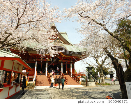 櫻花盛開的曙山農業公園融合弁天 100040571