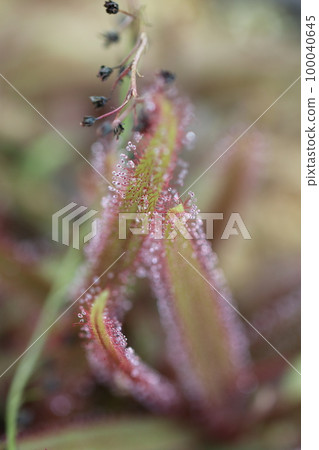 A close-up shot of the sticky sticky insect leaf part of Drosera japonicum with a macro lens. 100040645