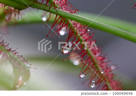 A macro close-up shot of the leaves of the African dwarf moss, a sticky sticky insect leaf with beautiful mysterious polka dots. 100040646
