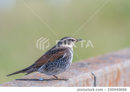 畫眉畫像 畫眉畫像 100040666