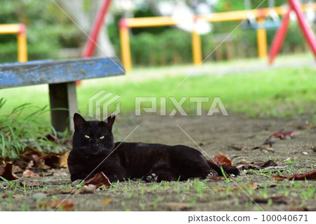 Black cat relaxing in the park Black cat relaxing in the park 100040671
