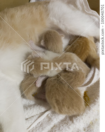 Newborn cat babies breastfeeding on mommy 100040701