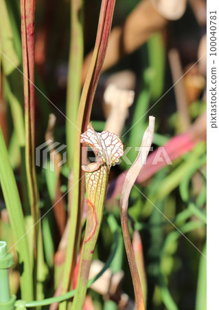 Tubular leaves of the carnivorous plant Sarracenia that grow in colonies outdoors to trap trumpet-like insects. 100040781