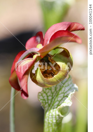 Purple-red flowers of the carnivorous plant Sarracenia taken outdoors. Purple-red flowers of the carnivorous plant Sarracenia taken outdoors. 100041144