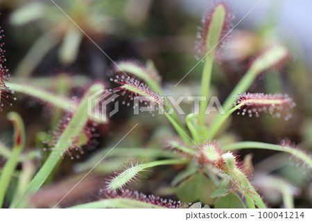 用微距鏡頭拍攝的裝飾性圓葉茅膏菜的特寫鏡頭,上面有可愛的粘性昆蟲葉子。 用微距鏡頭拍攝的裝飾性圓葉茅膏菜的特寫鏡頭,上面有可愛的粘性昆蟲葉子。 100041214