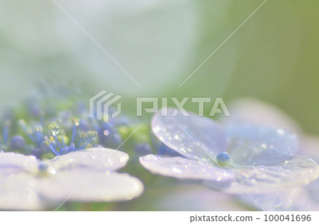 Soft and emo hydrangea flower macro Soft and emo hydrangea flower macro 100041696