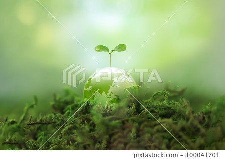 Sprouts grow on transparent earth. Environmental protection and image of sustainable society 100041701