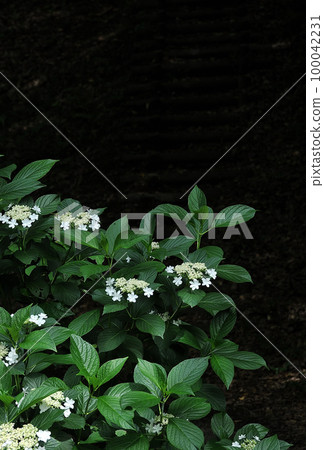 夢幻魅夜繡球 100042231