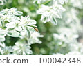 Landscape with plants 100042348