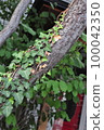 Landscape with plants 100042350