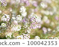 Landscape with plants 100042353