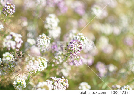 Landscape with plants Landscape with plants 100042353