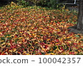 Landscape with plants 100042357
