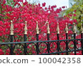 Landscape with plants 100042358