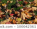 Landscape with plants 100042361